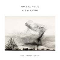 Murmuration